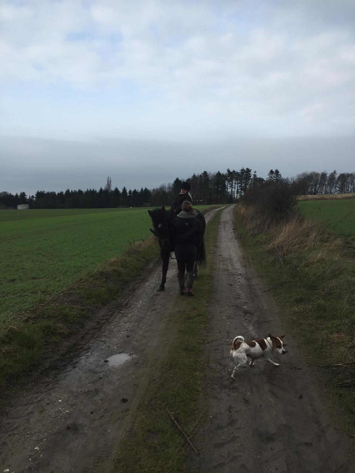 New Forest Elmholts baronesse - på træktur med Nessie og Malou billede 5
