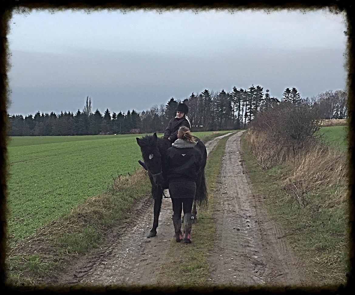 New Forest Elmholts baronesse - ♥ billede 6