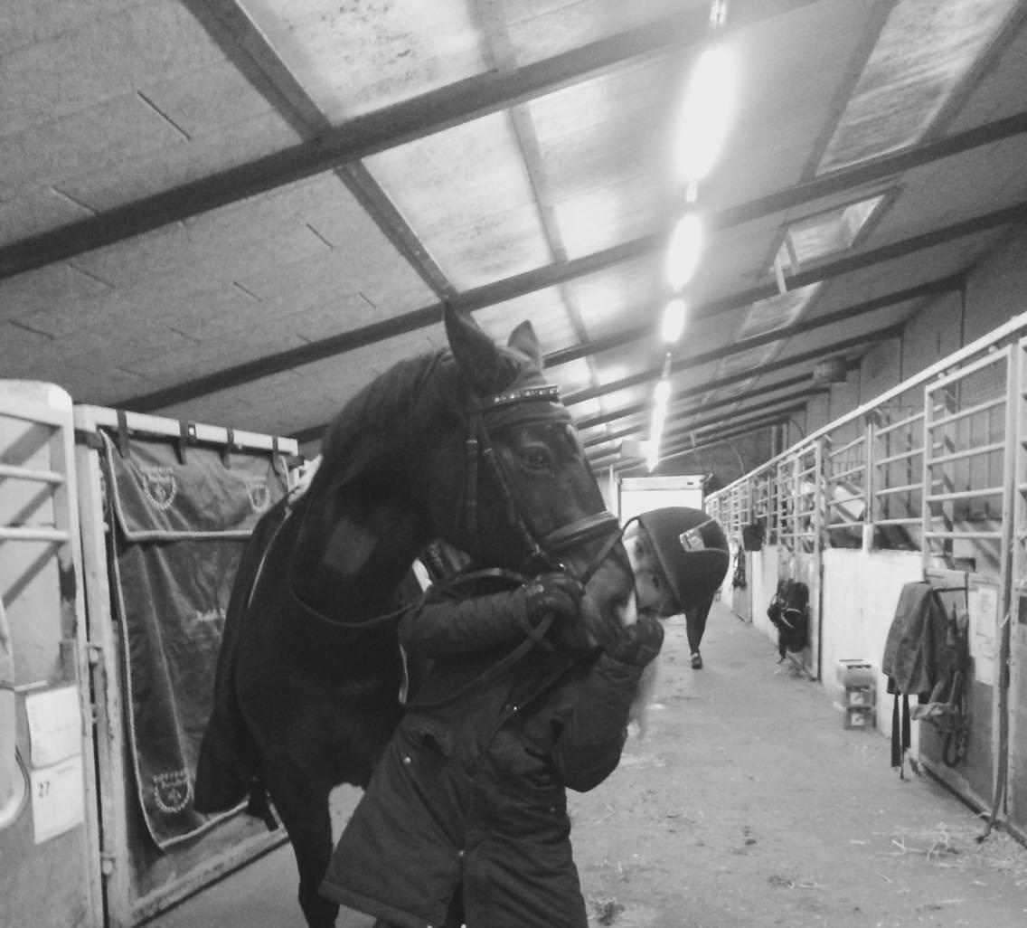 Tysk Sportspony Caruso - min pony! B -pony billede 14