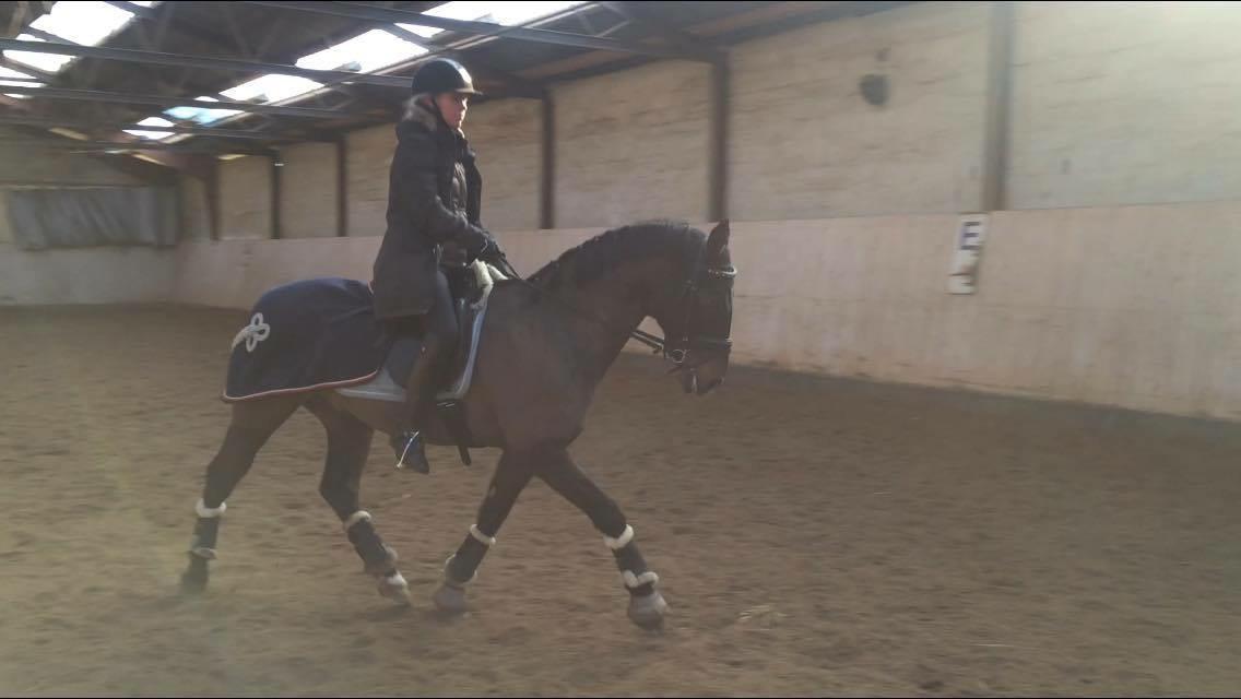 Tysk Sportspony Caruso - min pony! B -pony billede 15