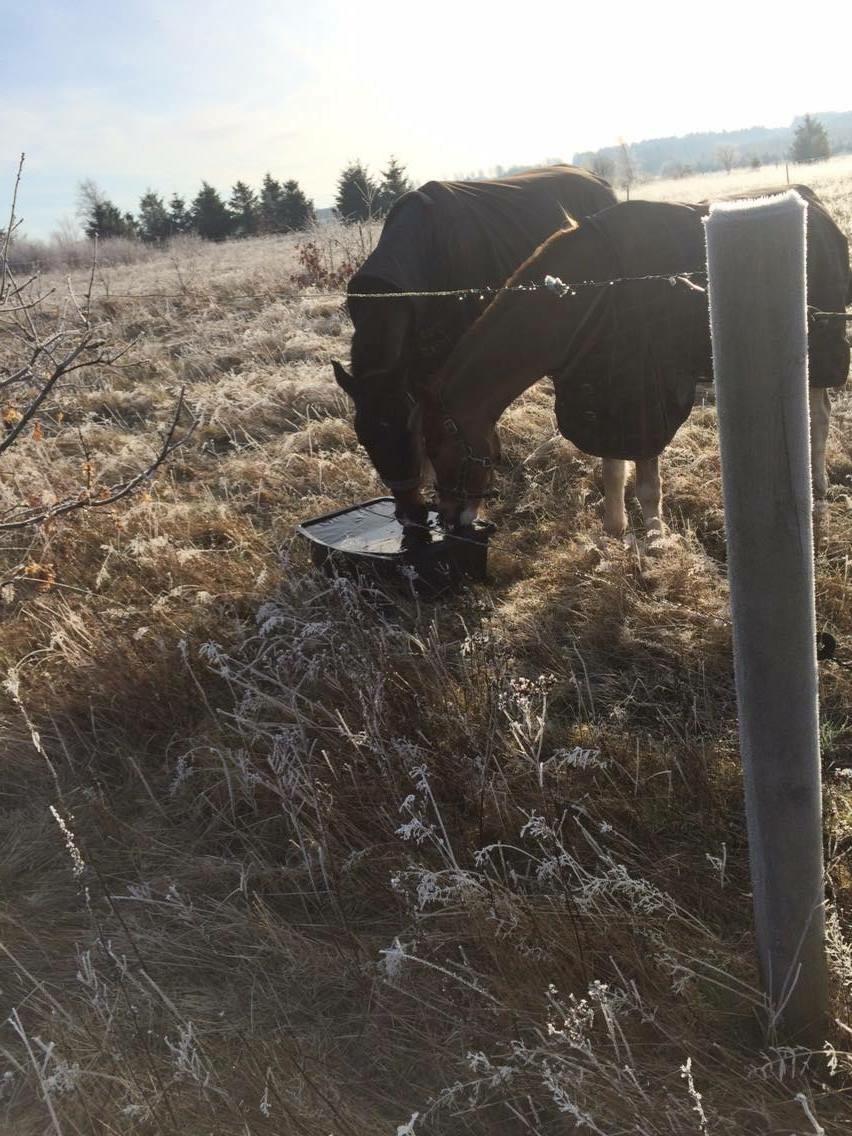 Tysk Sportspony Caruso - min pony! B -pony billede 17