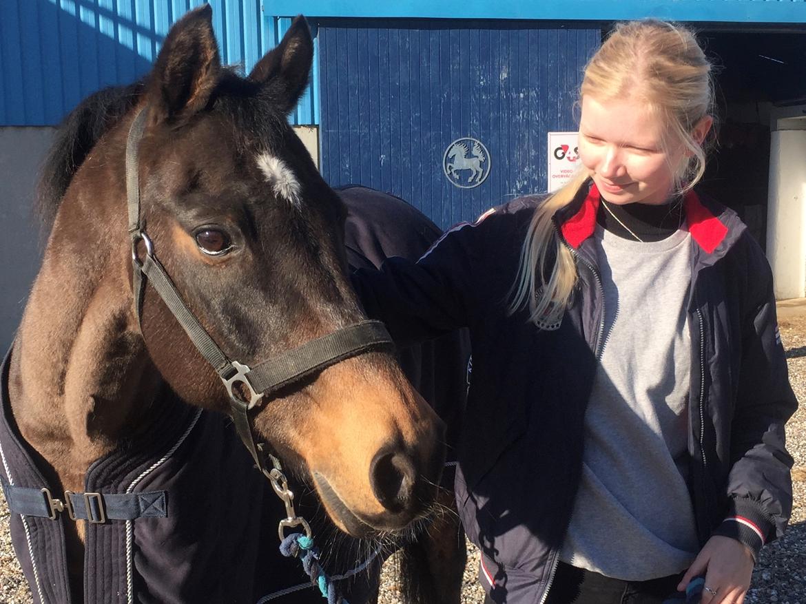 Welsh Cob (sec D) Tango - 28.02.16, den dag vi hentede ham hjem igen efter at have været hjemme fra i et halvt år (læs beskrivelsen længere nede)❤️  billede 2