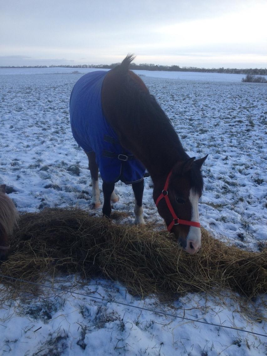 DSP Holmgaards Cezanne billede 17