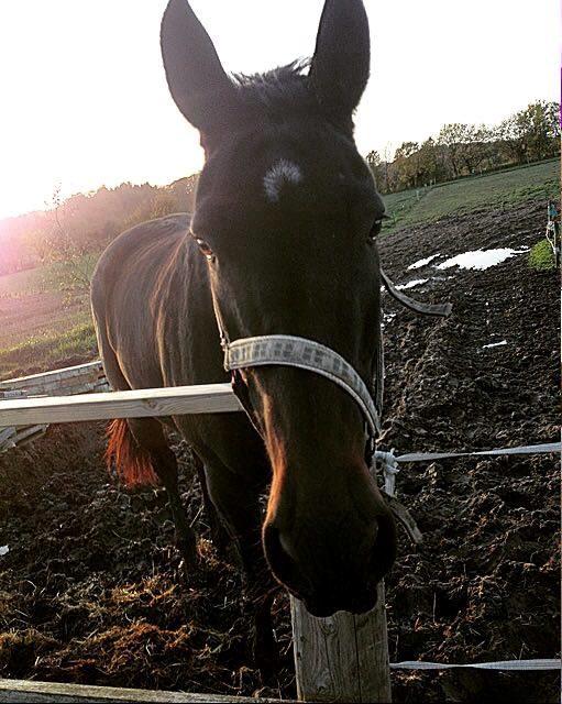 Oldenborg Isabella Højbo billede 1