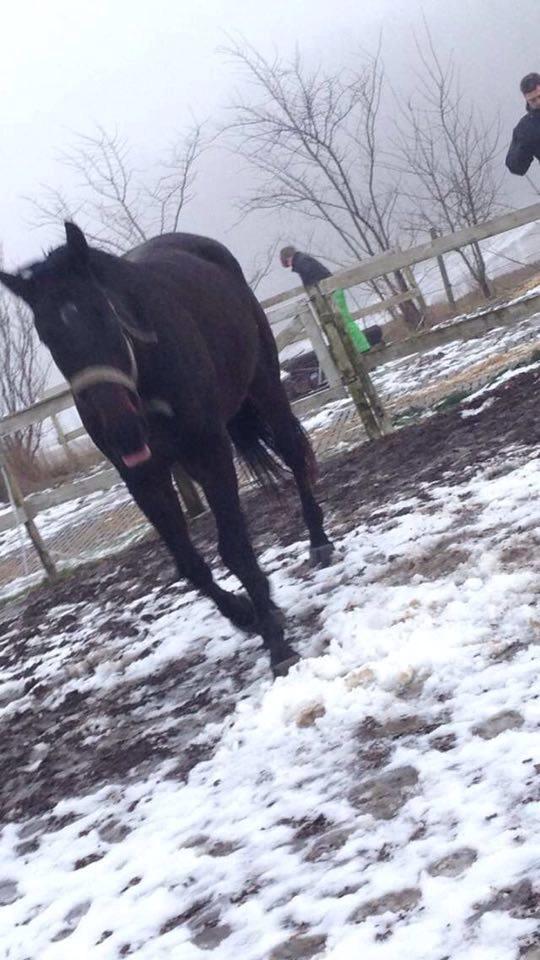 Oldenborg Isabella Højbo billede 7