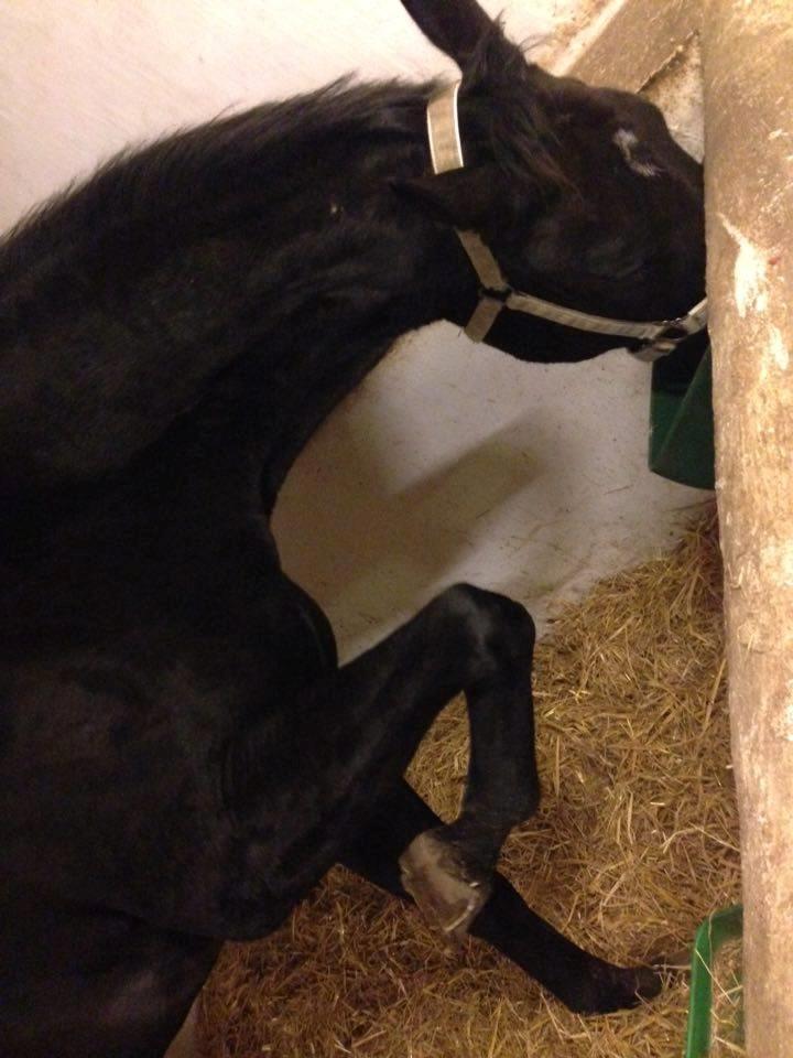 Oldenborg Isabella Højbo - Når man er meget glad for at få aftensmad billede 2