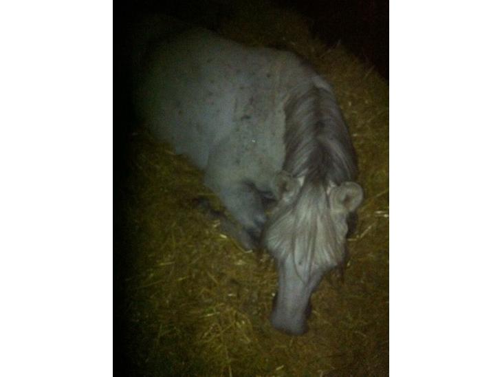 {{currentPhoto.altText}} billede {{currentPhoto.number}}