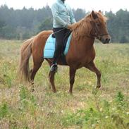 Islænder Fafnir fra Nørmark