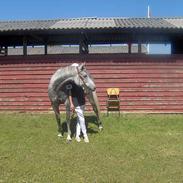 Arabisk fuldblod (OX) St. Shah El Ghazal