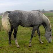 Arabisk fuldblod (OX) St. Shah El Ghazal