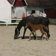 Dansk Varmblod Zobel