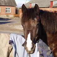 New Forest Eskebæks Sophi Marine (R.I.P)