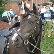 New Forest Eskebæks Sophi Marine (R.I.P)