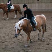 Haflinger galloway