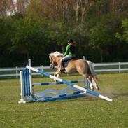 Haflinger galloway