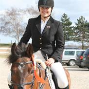 Anden særlig race Hannibal (solgt) 