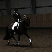 Anden særlig race Chili "Himmelhest"