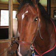 Dansk Varmblod Marco