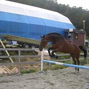 Dansk Varmblod Marco