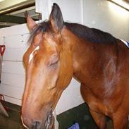 Dansk Varmblod Marco