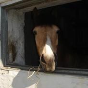 Anden særlig race Lille gut *Part* *død*