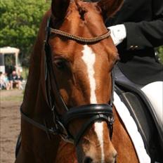 Hannoveraner Werber Welt.. 