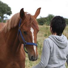 Hannoveraner Werber Welt.. 