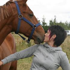 Hannoveraner Werber Welt.. 