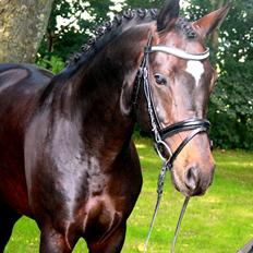 Tysk Sportspony King Louis S [AVLSHINGST]