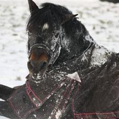 Tysk Sportspony King Louis S [AVLSHINGST]