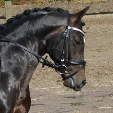 Tysk Sportspony King Louis S [AVLSHINGST]