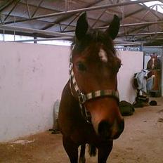 Welsh Cob (sec D) Lonestar "solgt"