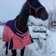 Anden særlig race Mr. Buller :-* R.I.P