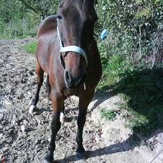 Anden særlig race Mr. Buller :-* R.I.P