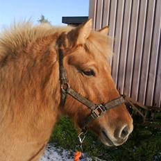 Anden særlig race Rita / Rosa