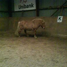 Anden særlig race Rita / Rosa