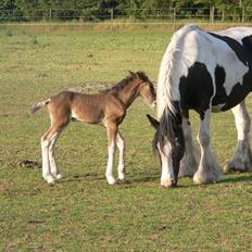 Irish Cob Sweety