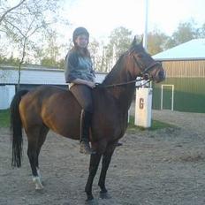Welsh Cob (sec D) Lonestar "solgt"