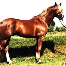 Tysk Sportspony Chemin De Royal  *Solgt