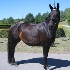 Dansk Varmblod Zobel