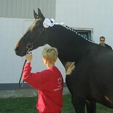 Dansk Varmblod Zobel