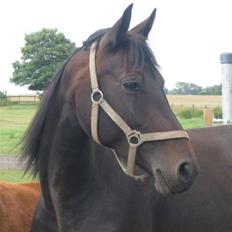 Dansk Varmblod Zobel