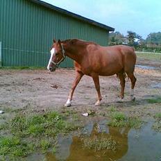Frederiksborg Cosmos *SOLGT* Savner dig