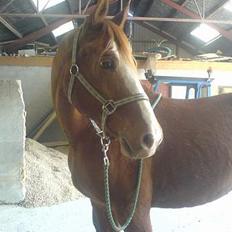 Frederiksborg Cosmos *SOLGT* Savner dig