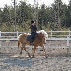 Haflinger galloway