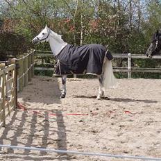 Anden særlig race  Saramia 