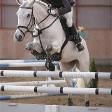 Anden særlig race  Saramia 