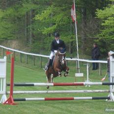 Anden særlig race pento<3 SOLGT :'(