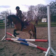 Anden særlig race Buster Larsen *SOLGT*