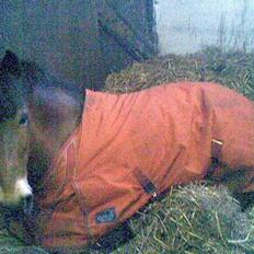 Anden særlig race Buster Larsen *SOLGT*